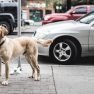 Find den rigtige hundesele til din hund Find den rigtige hundesele til din hund