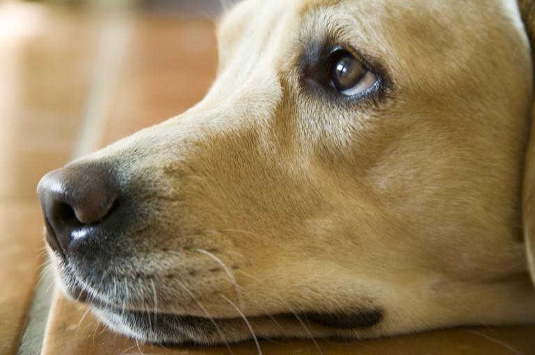 Hvis hunde og katte kunne tale
