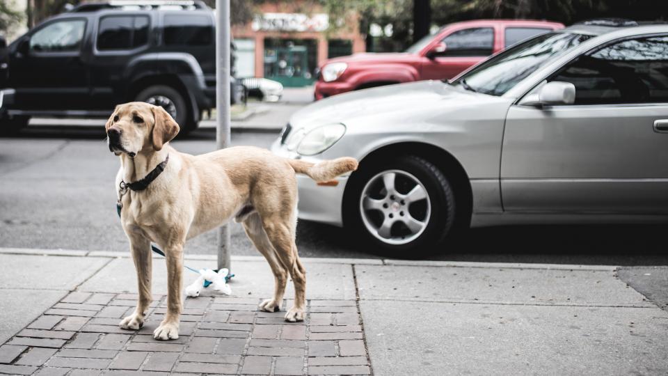 Find den rigtige hundesele til din hund